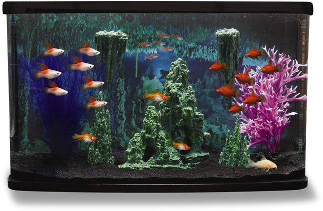 Fish Cave Tank Theme Transparent PNG Image
