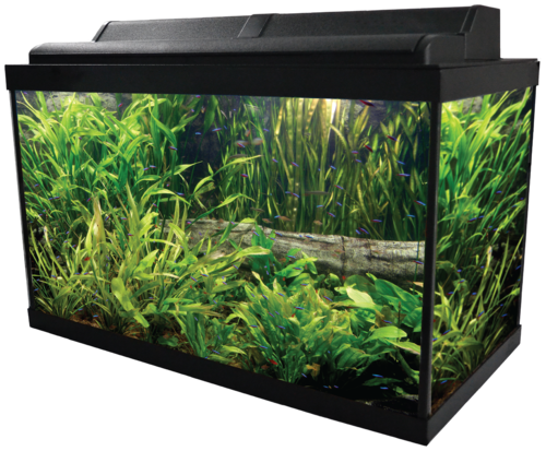 Green Fish Tank Aquarium Transparent PNG Image