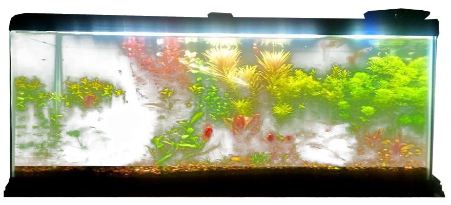 Fish Planted Tank Aquarium Transparent PNG Image