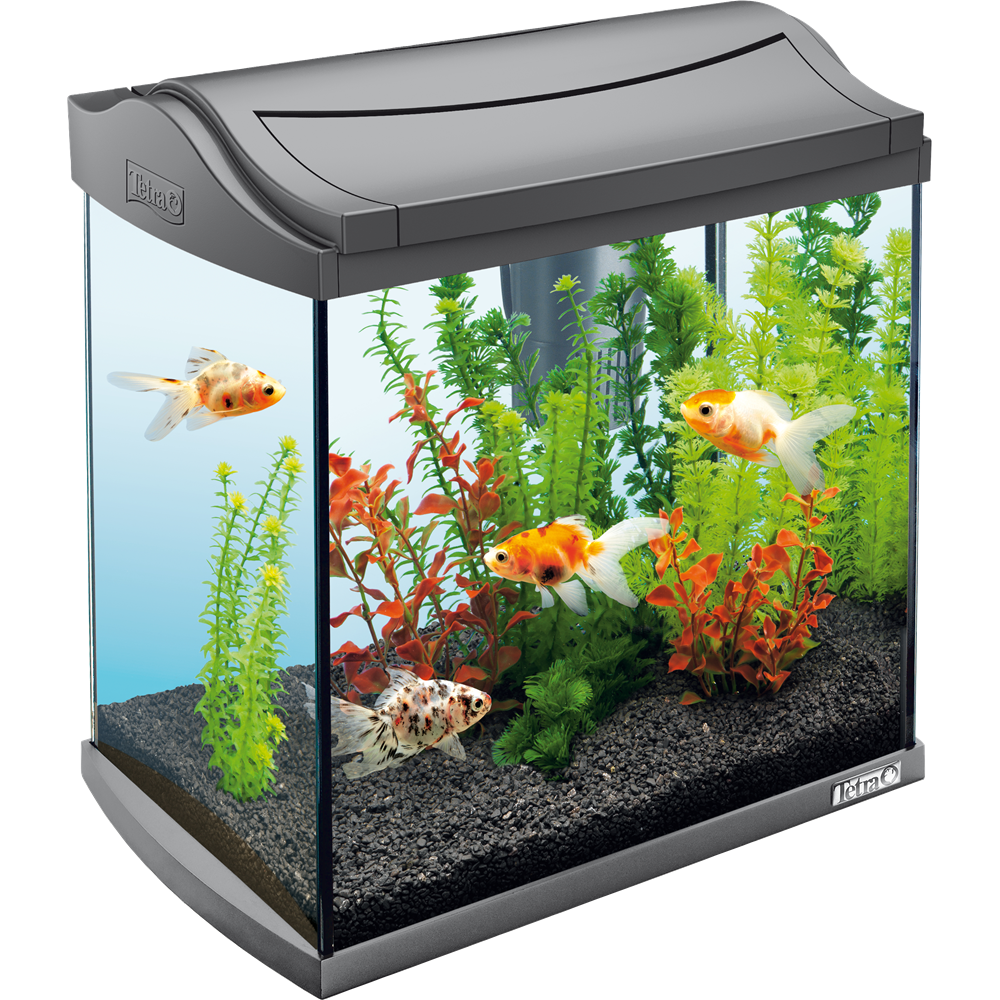 Real Fish Tank Transparent PNG Image
