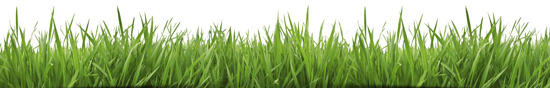 Fake Grass Transparent PNG Image