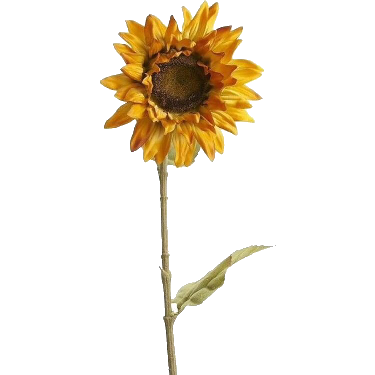Artwork Aesthetic Transparent PNG Image