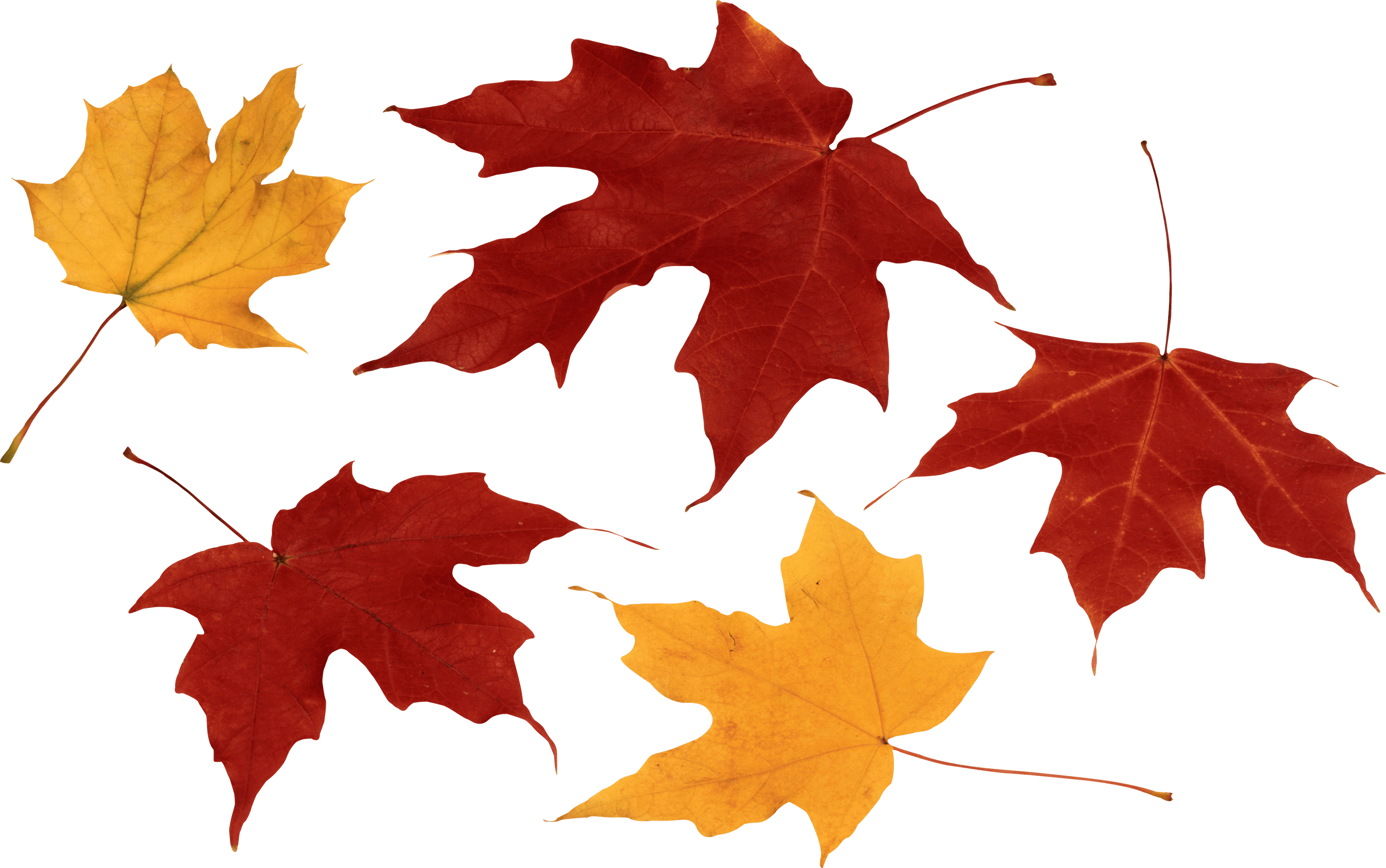 Autumn Transparent PNG Image