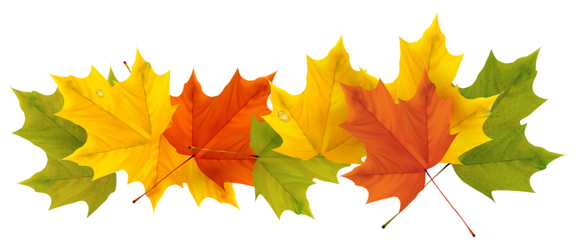 Autumn Color Leaf Tree Transparent PNG Image