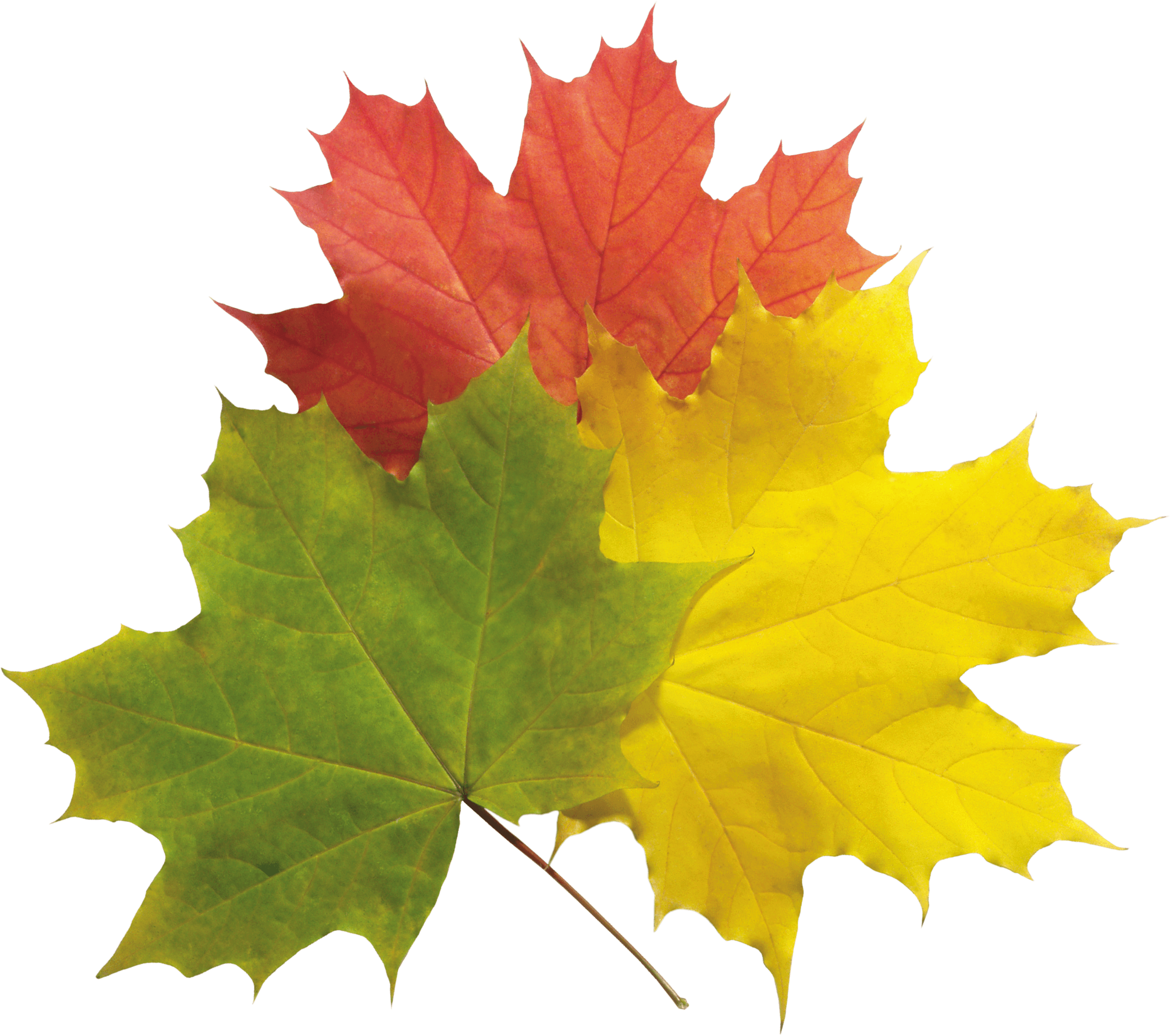 Autumn Leaves Transparent PNG Image