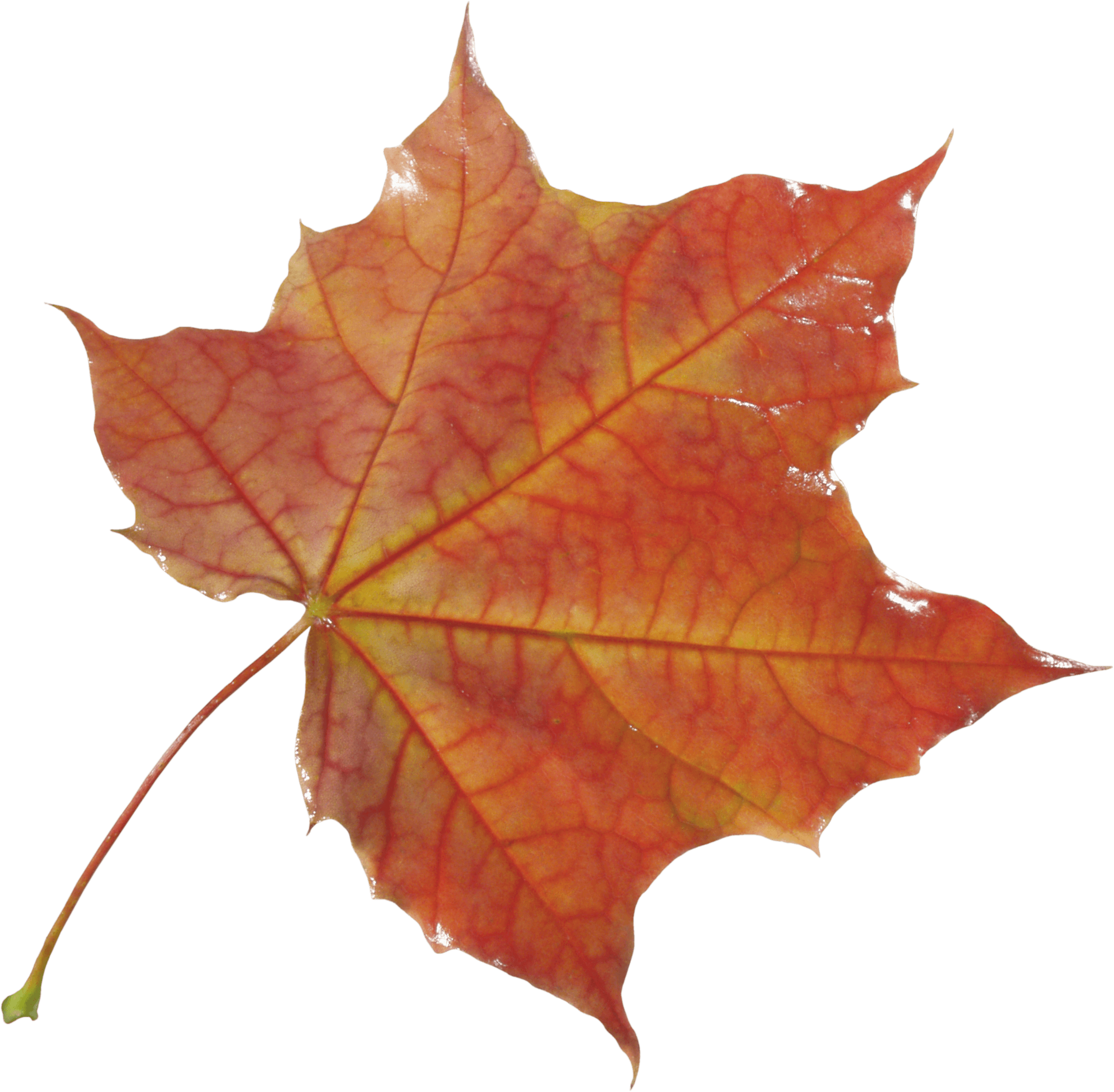 Autumn Leaf Transparent PNG Image