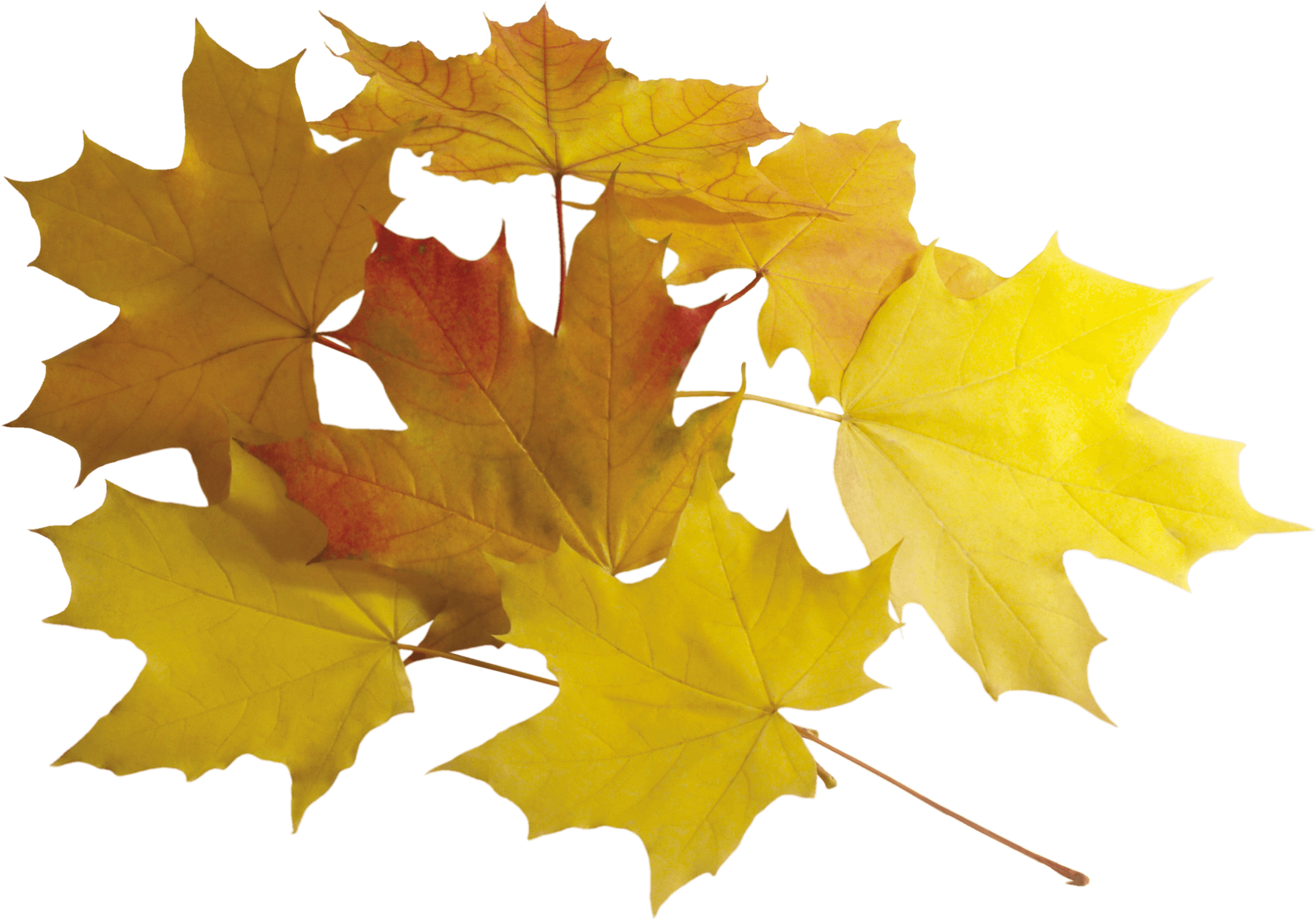 Autumn Leaves Transparent PNG Image