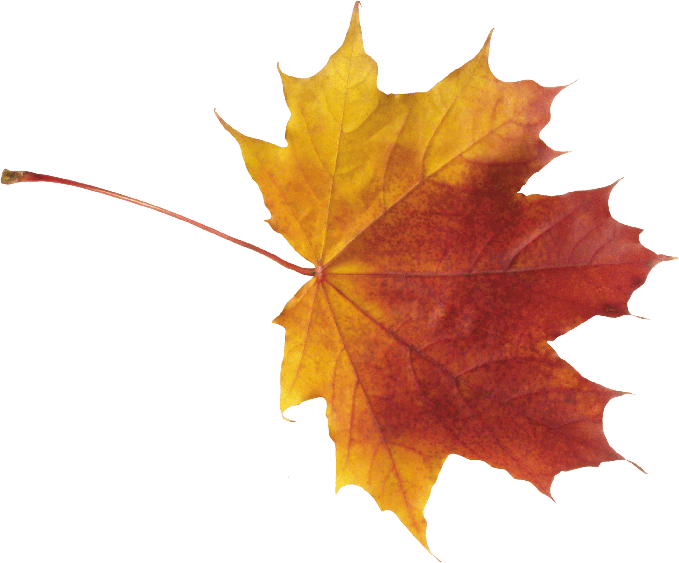 Autumn Leaf Transparent PNG Image