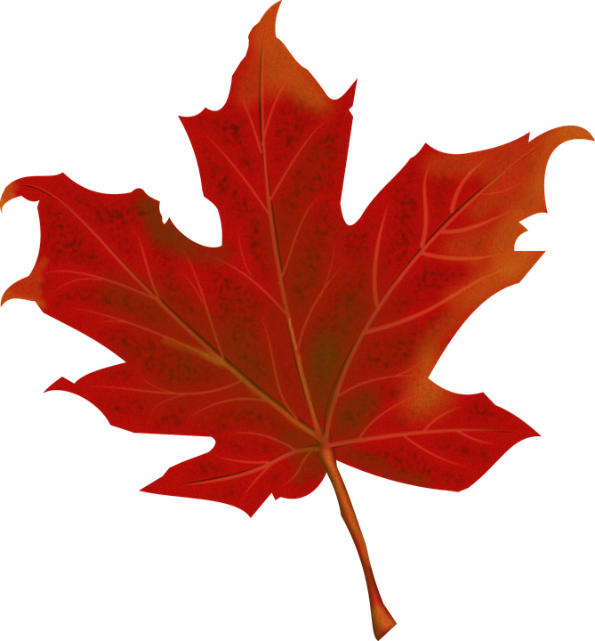 Autumn Vector Leaf Transparent PNG Image