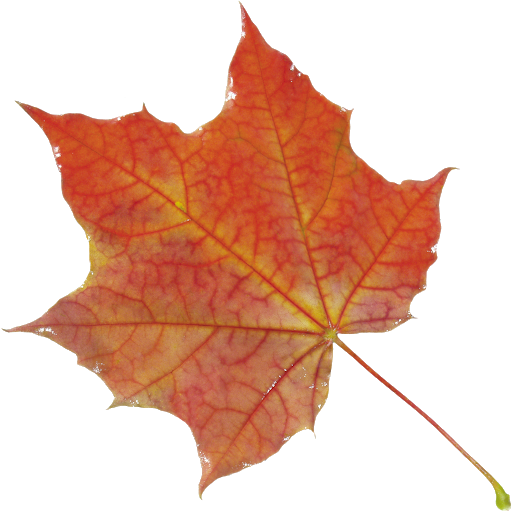 Autumn Vector Leaf Transparent PNG Image