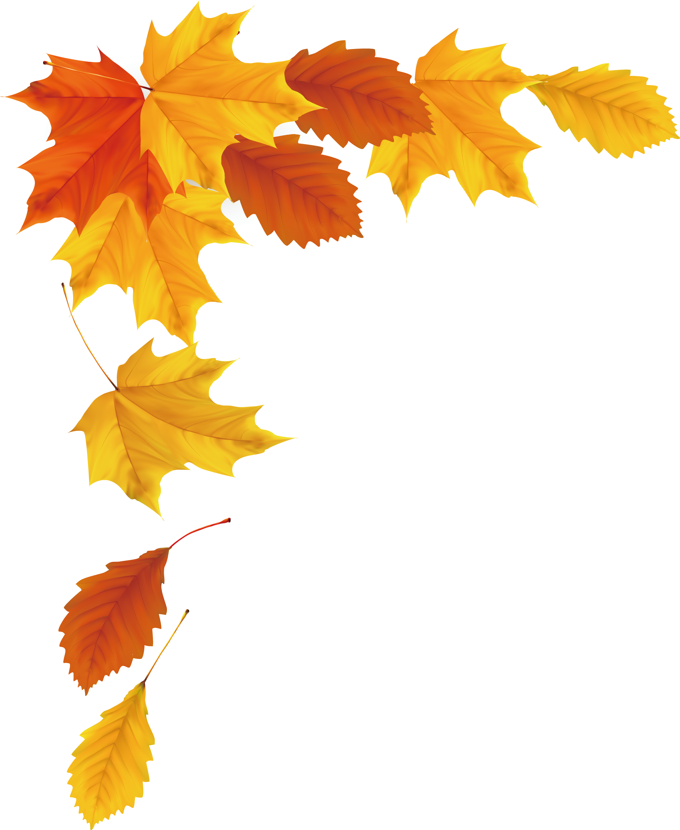 Autumn Falling Vector Leaf Transparent PNG Image