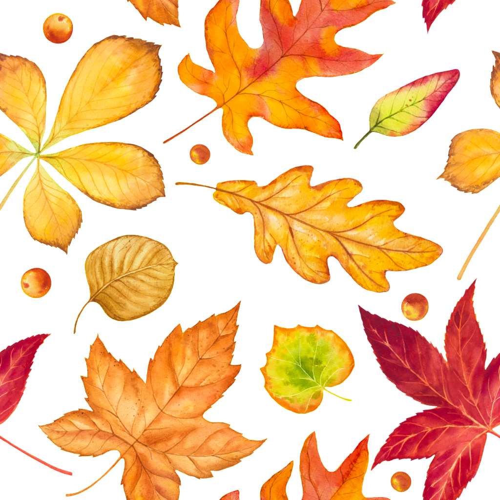 Autumn Falling Vector Leaf Transparent PNG Image