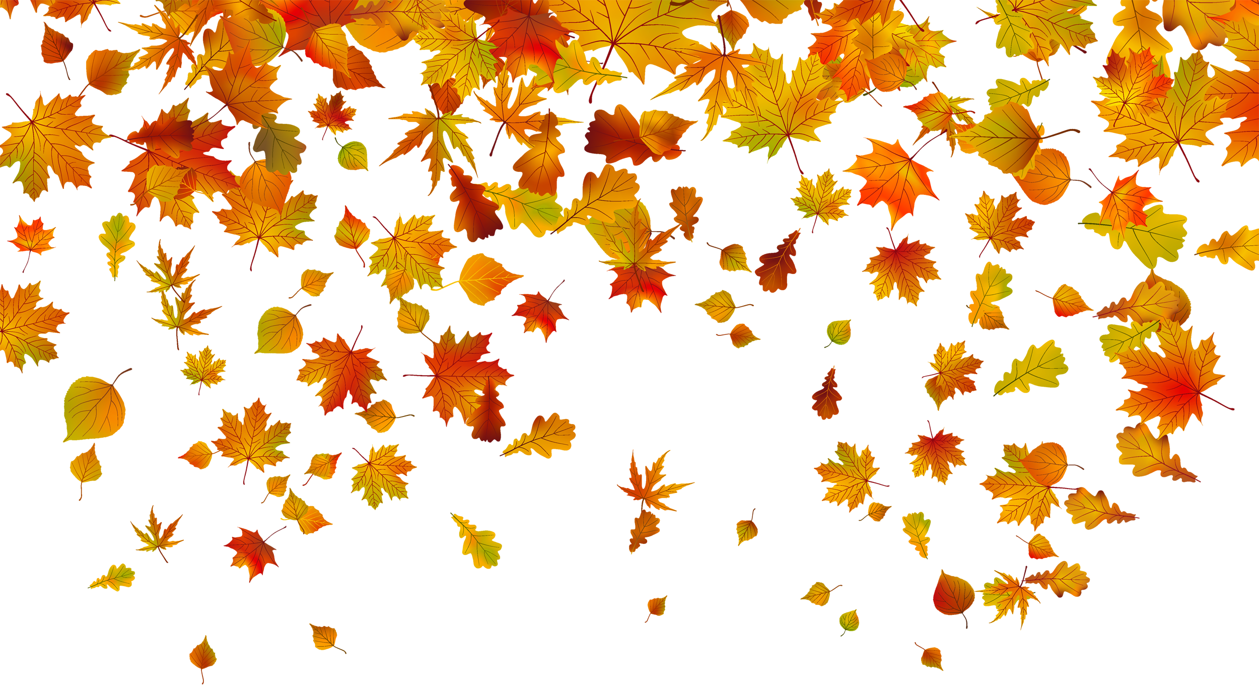 Autumn Falling Vector Leaf Transparent PNG Image