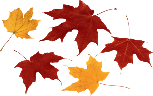 Autumn Falling Vector Leaf Transparent PNG Image