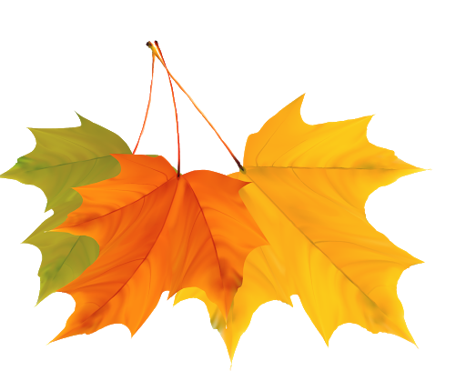 Autumn Vector Leaf Transparent PNG Image