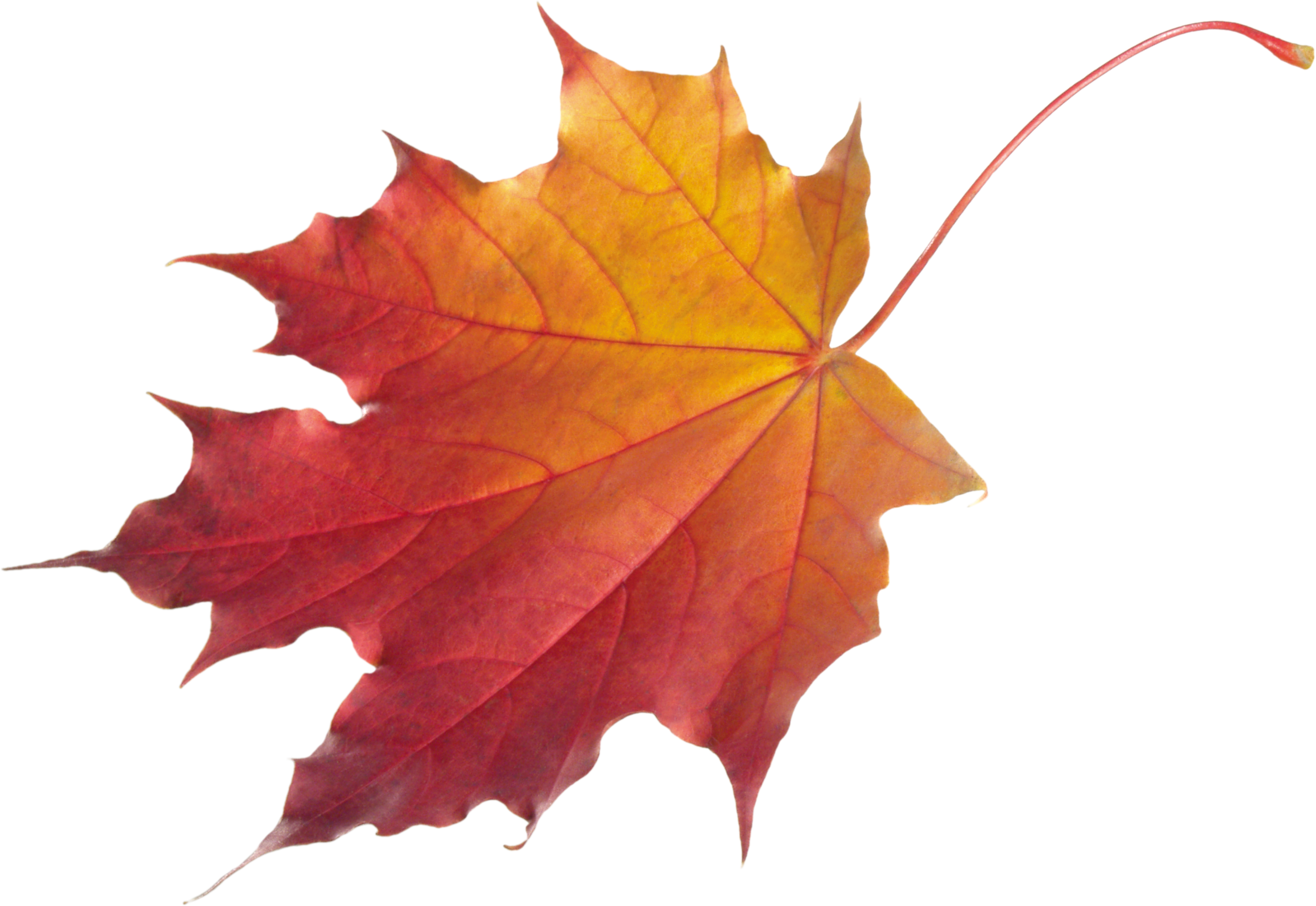 Autumn Vector Leaf Transparent PNG Image