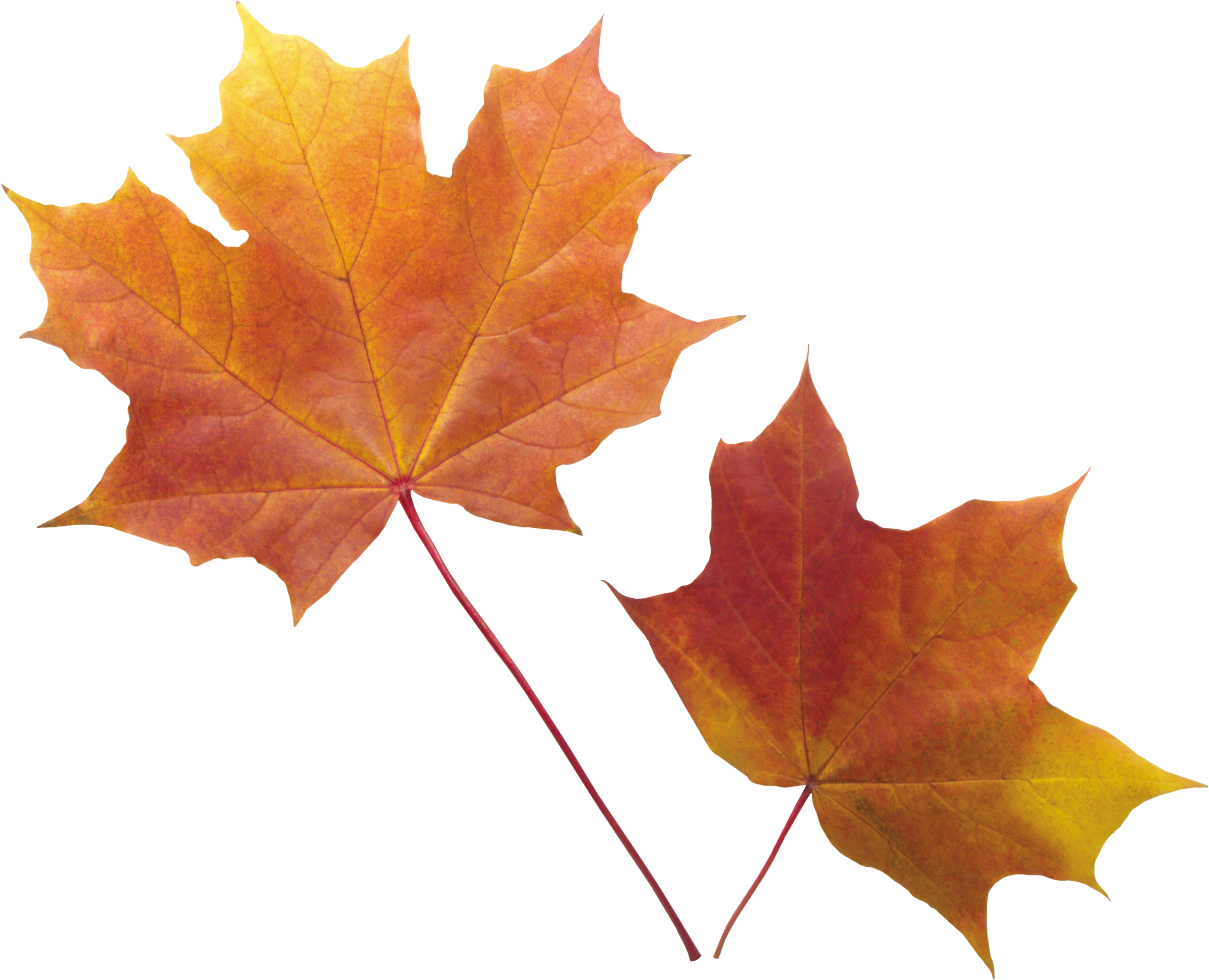 Autumn Vector Leaf Transparent PNG Image
