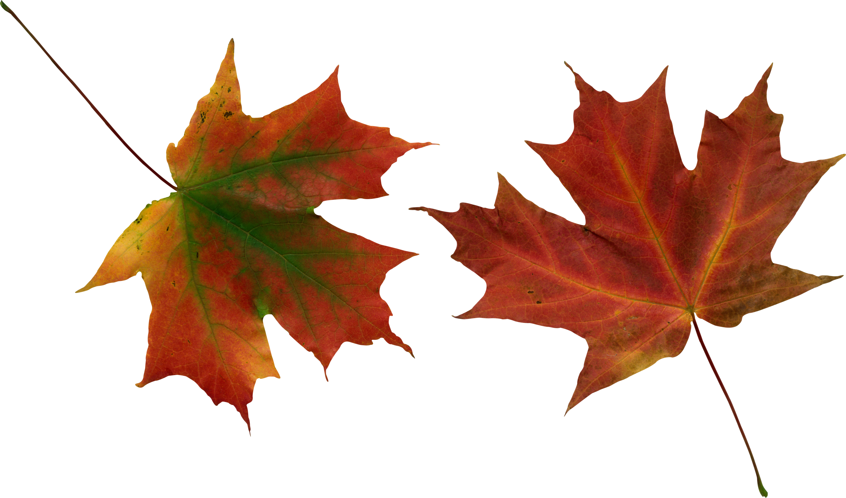 Autumn Vector Leaf Transparent PNG Image