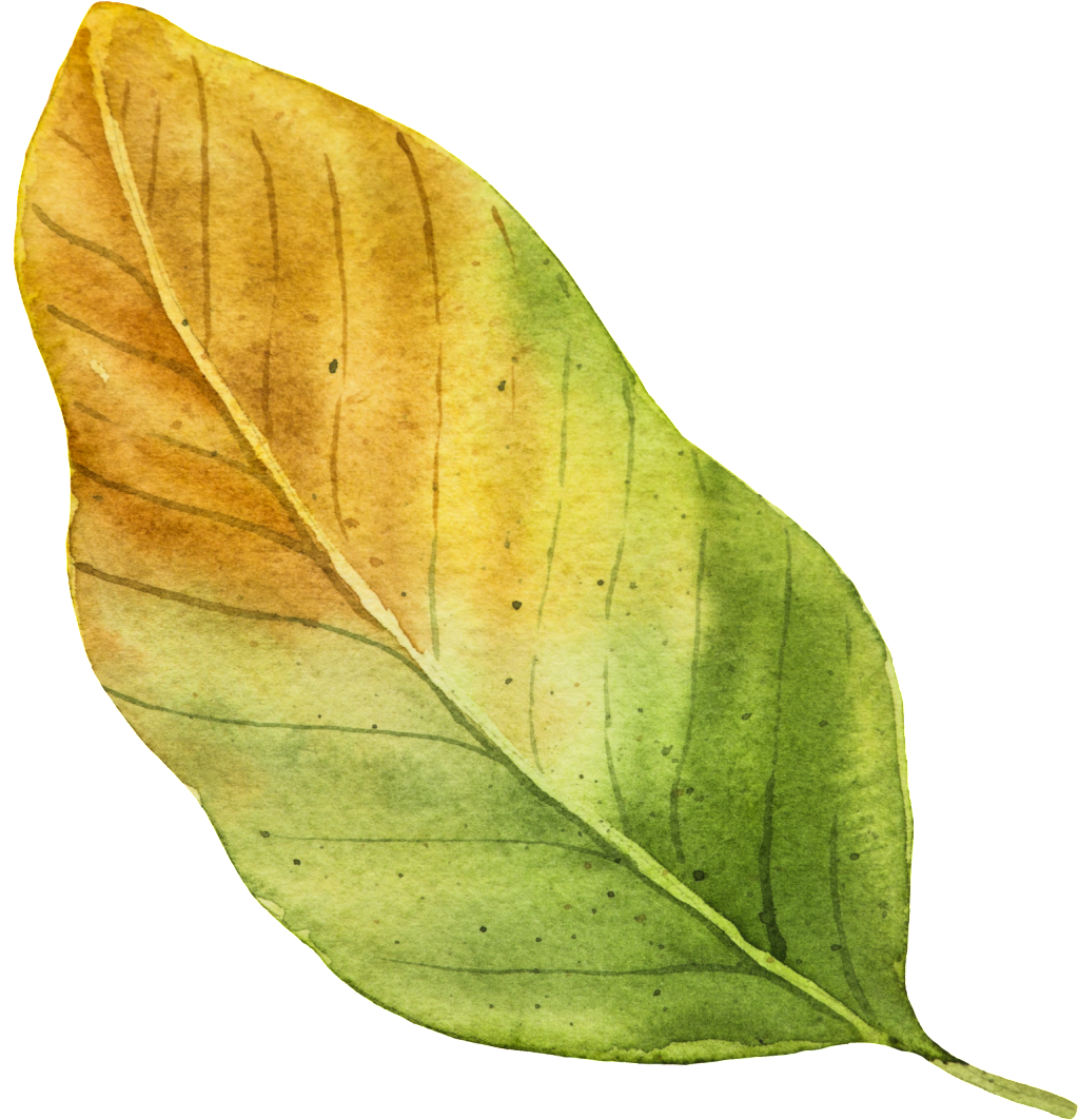 Autumn Vector Leaf Transparent PNG Image