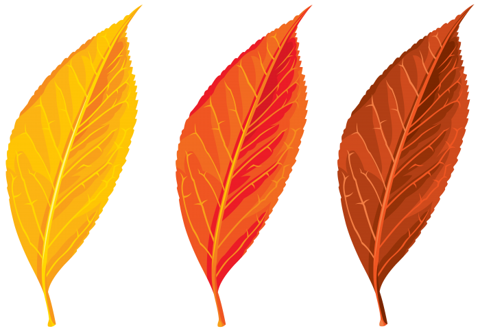 Autumn Vector Leaf Transparent PNG Image