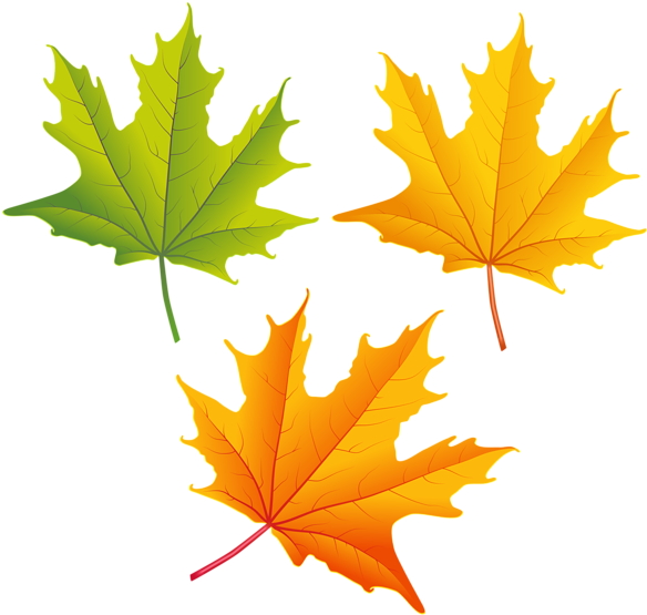 Autumn Vector Leaf Transparent PNG Image