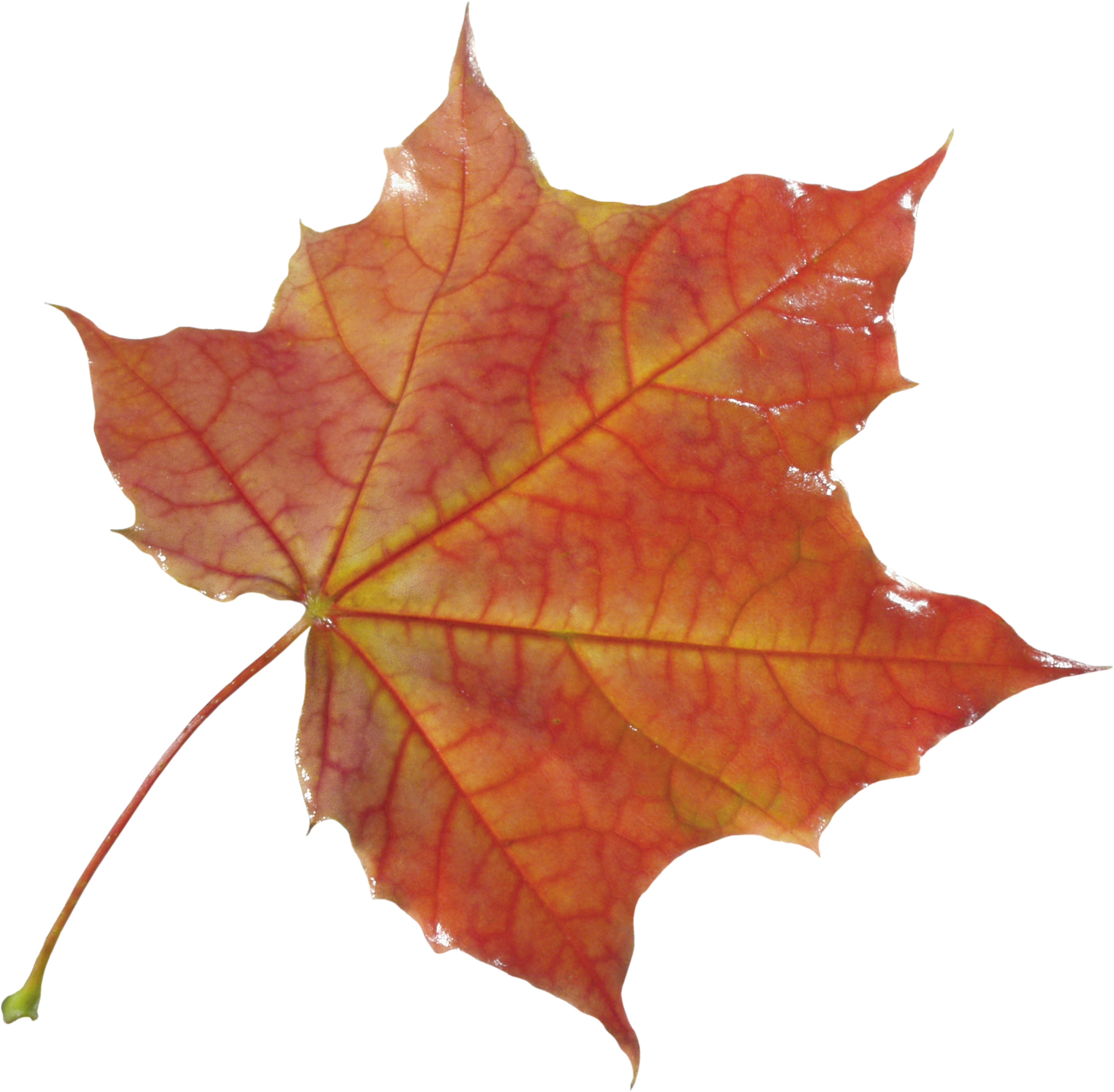 Autumn Vector Leaf Transparent PNG Image