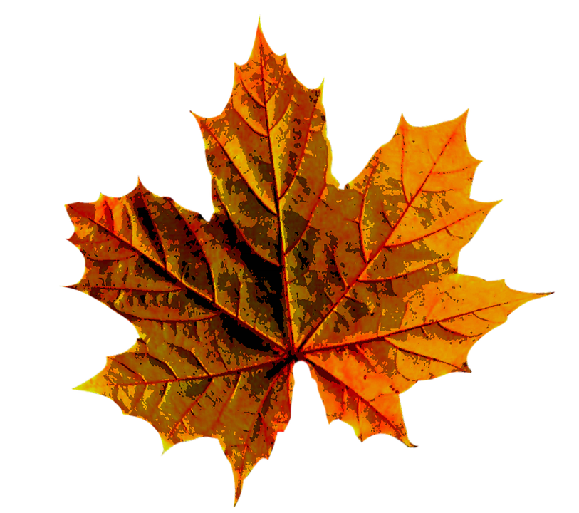 Autumn Golden Leaf Transparent PNG Image