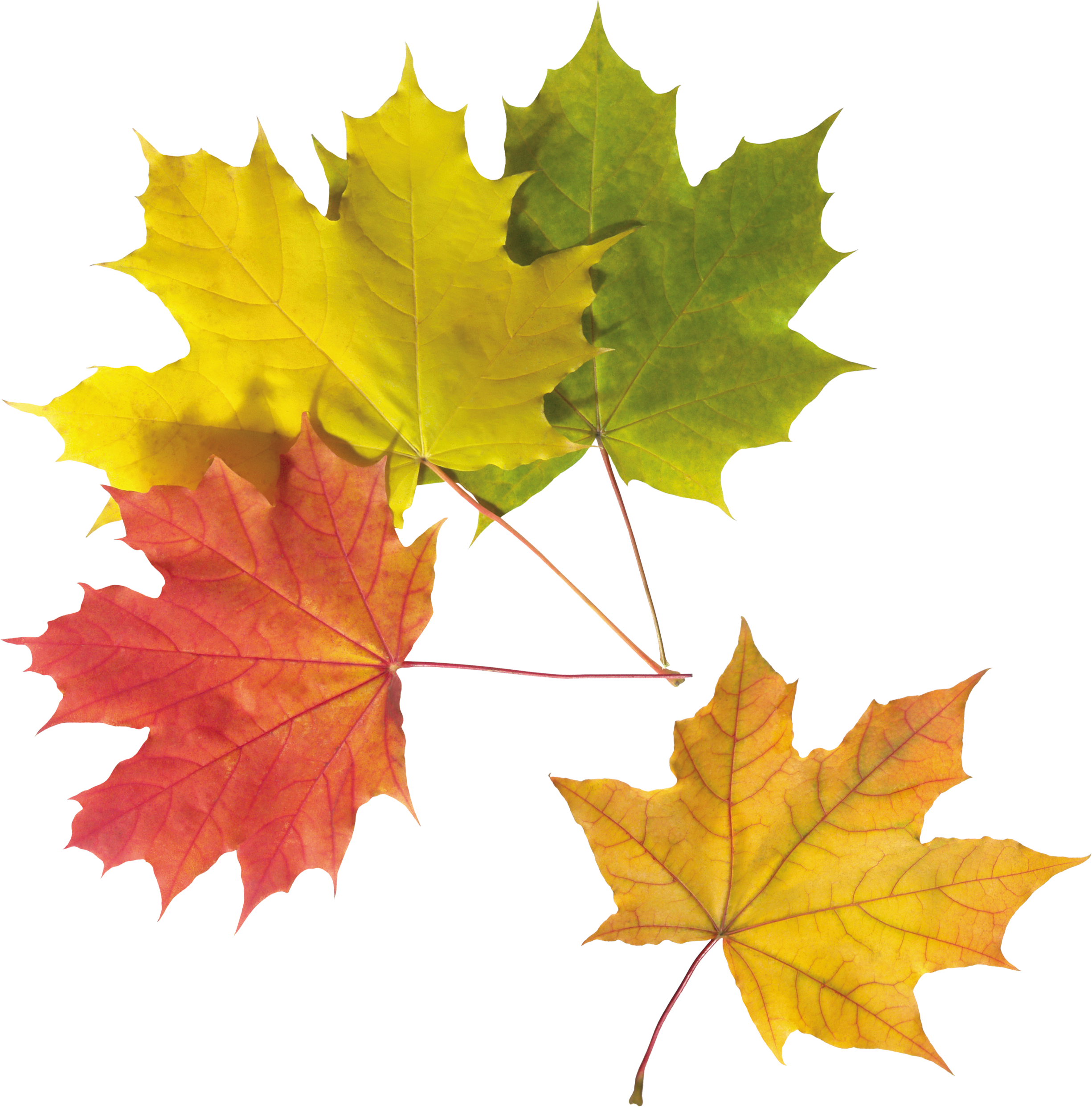 Autumn Golden Leaf Transparent PNG Image