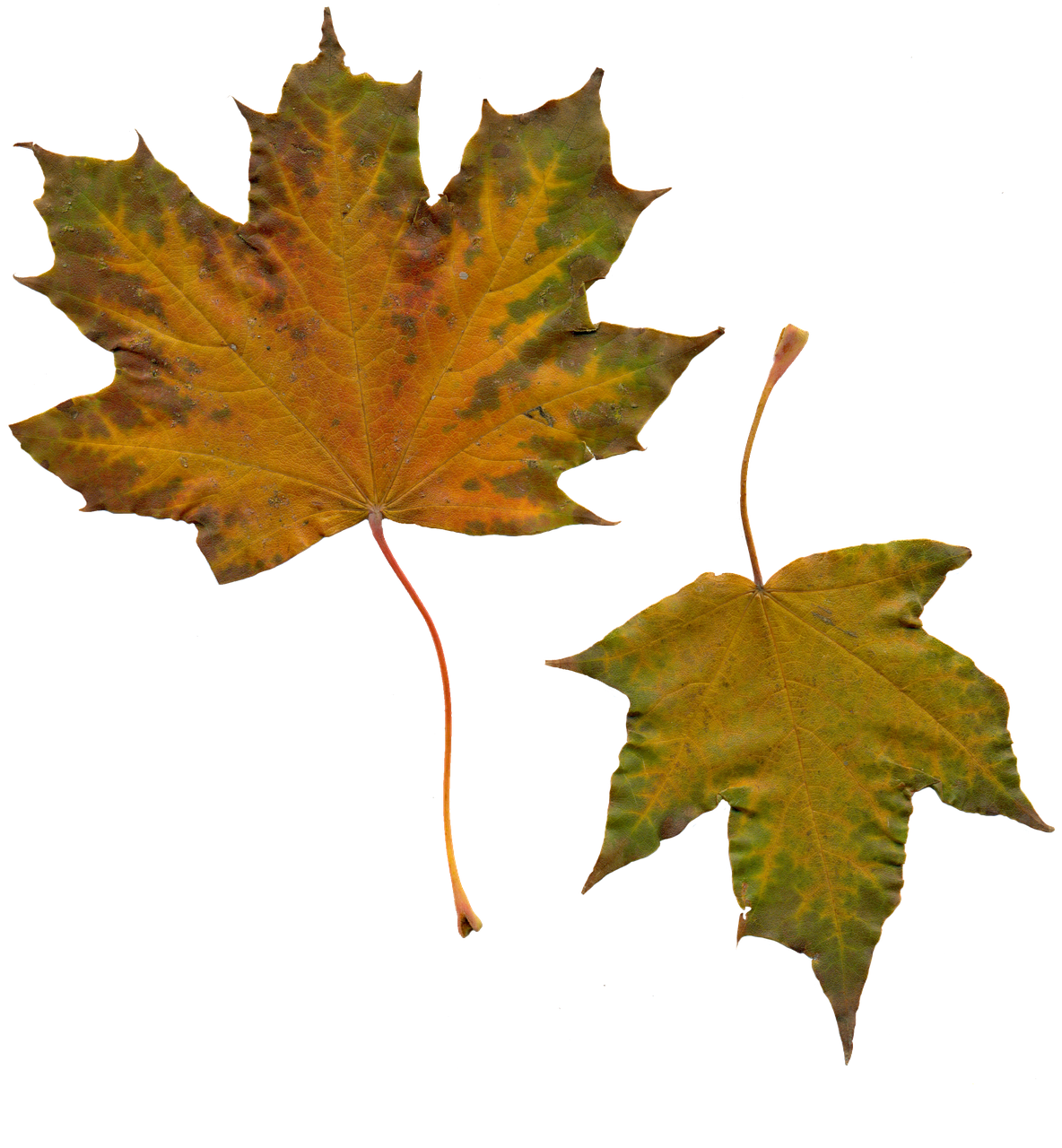 Autumn Golden Leaf Transparent PNG Image
