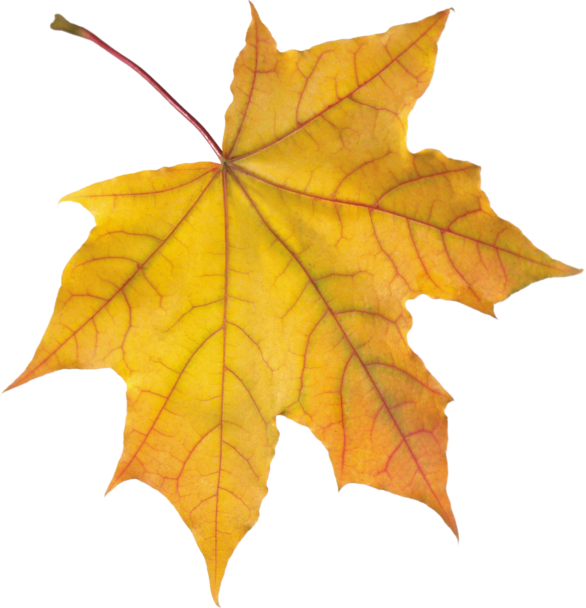 Autumn Golden Leaf Transparent PNG Image