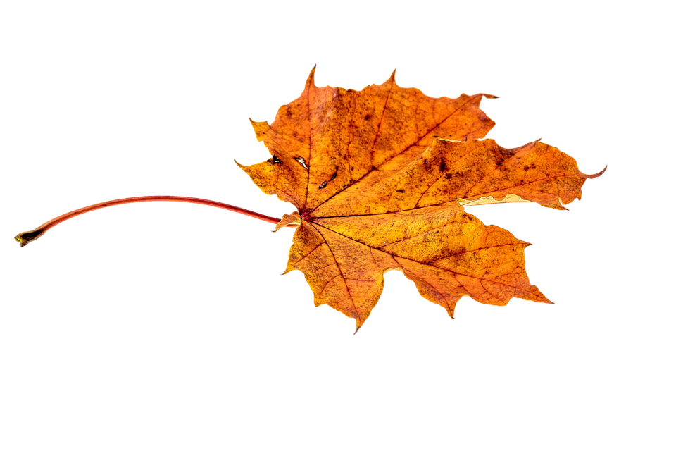 Autumn Golden Leaf File Transparent PNG Image