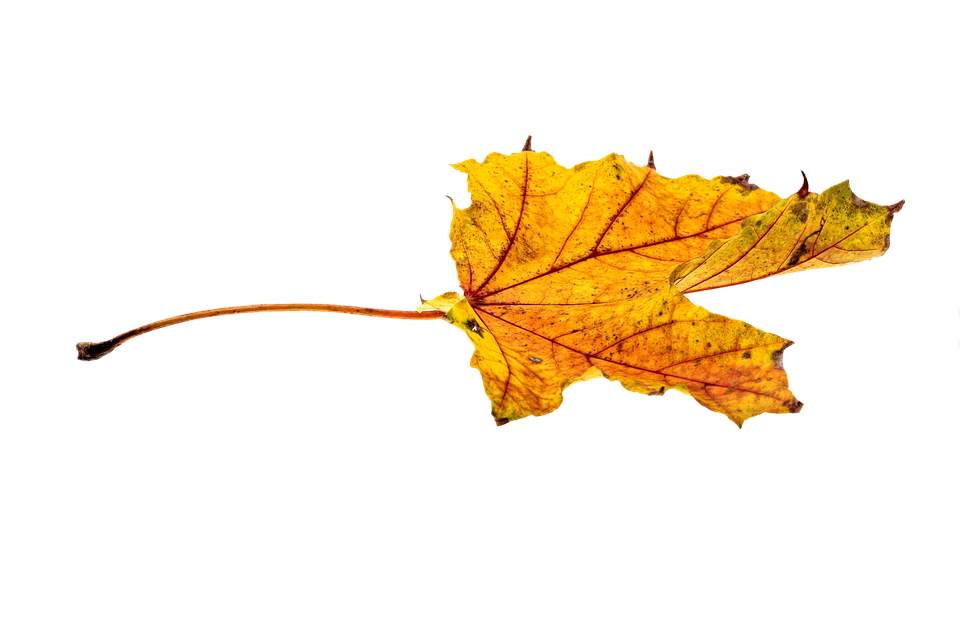 Autumn Golden Leaf Transparent PNG Image