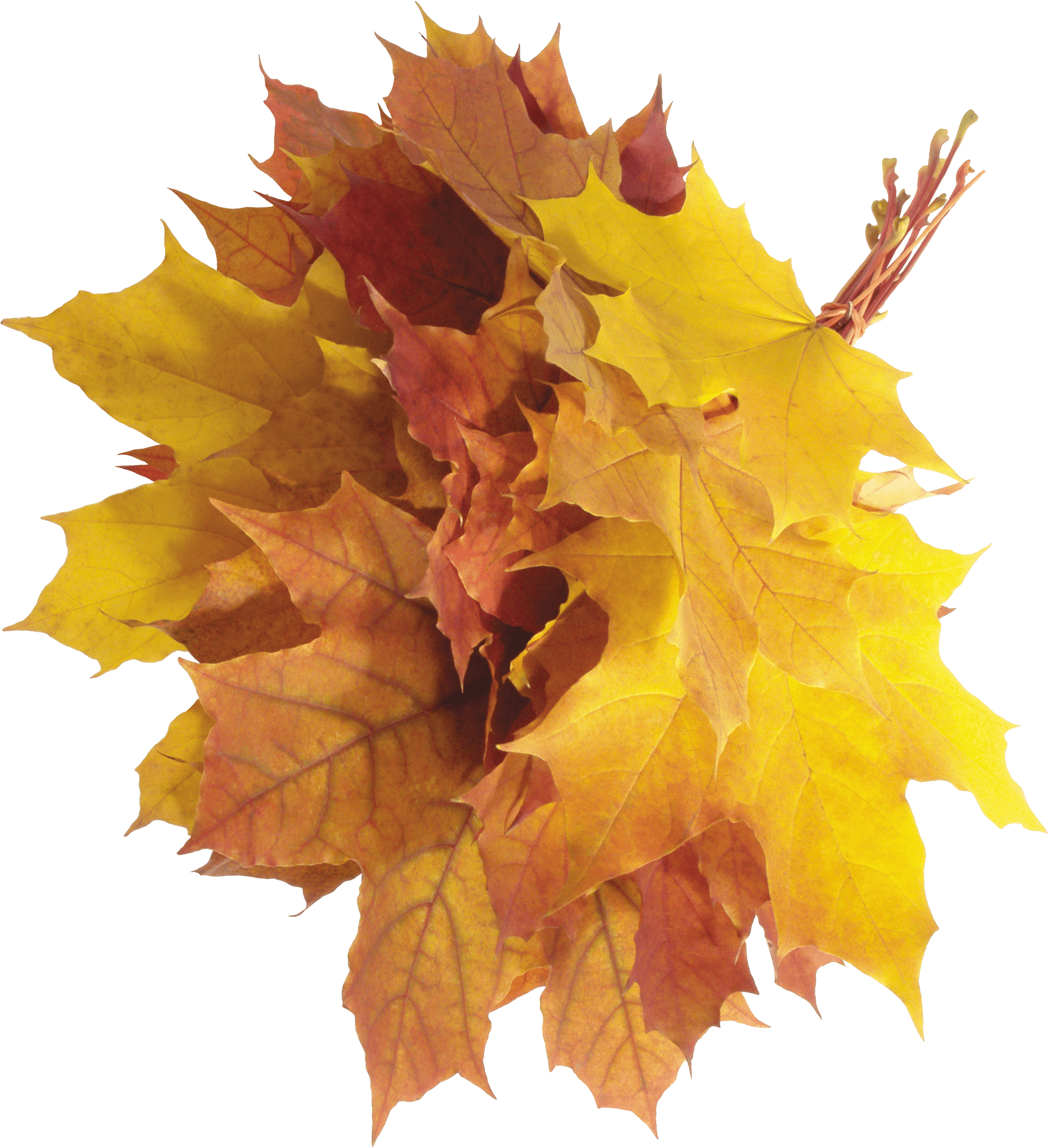 Autumn Leaves Transparent PNG Image