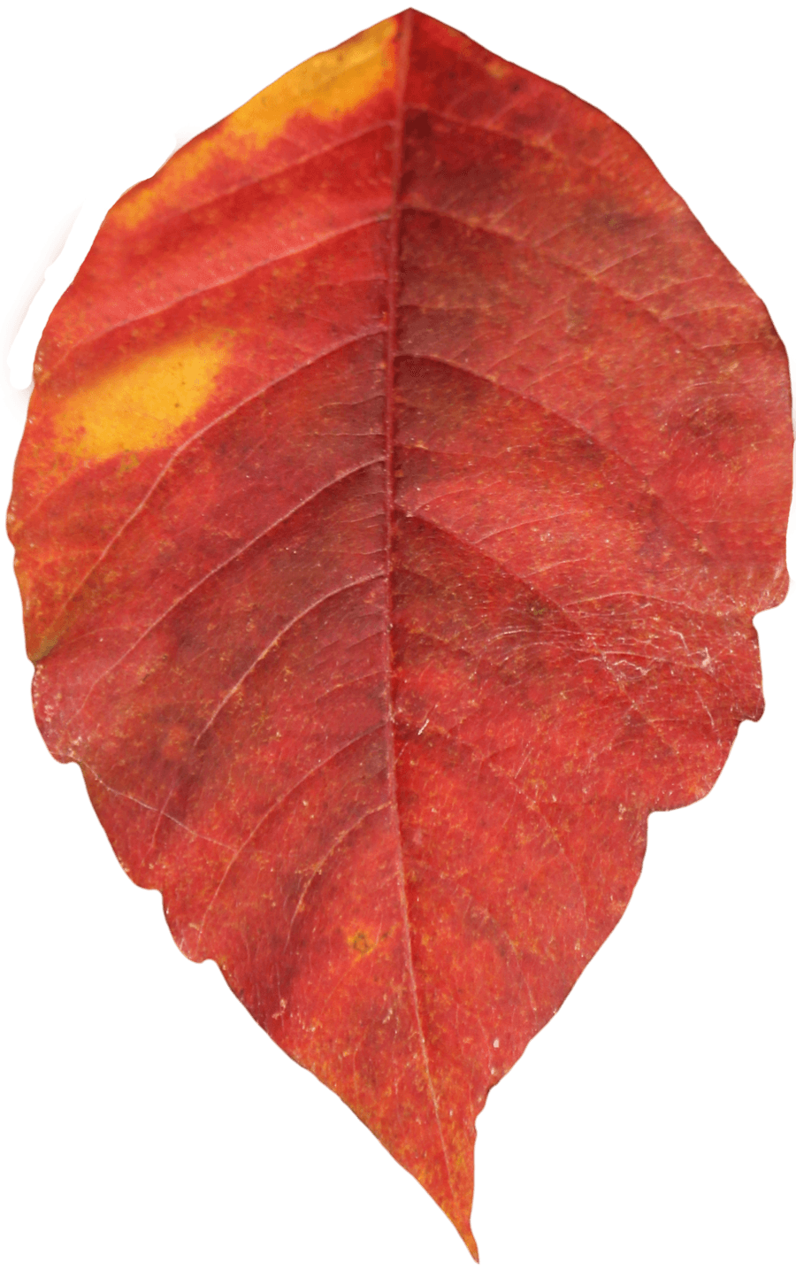 Red Autumn Leaf Transparent PNG Image