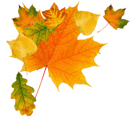Autumn Leaves Transparent PNG Image