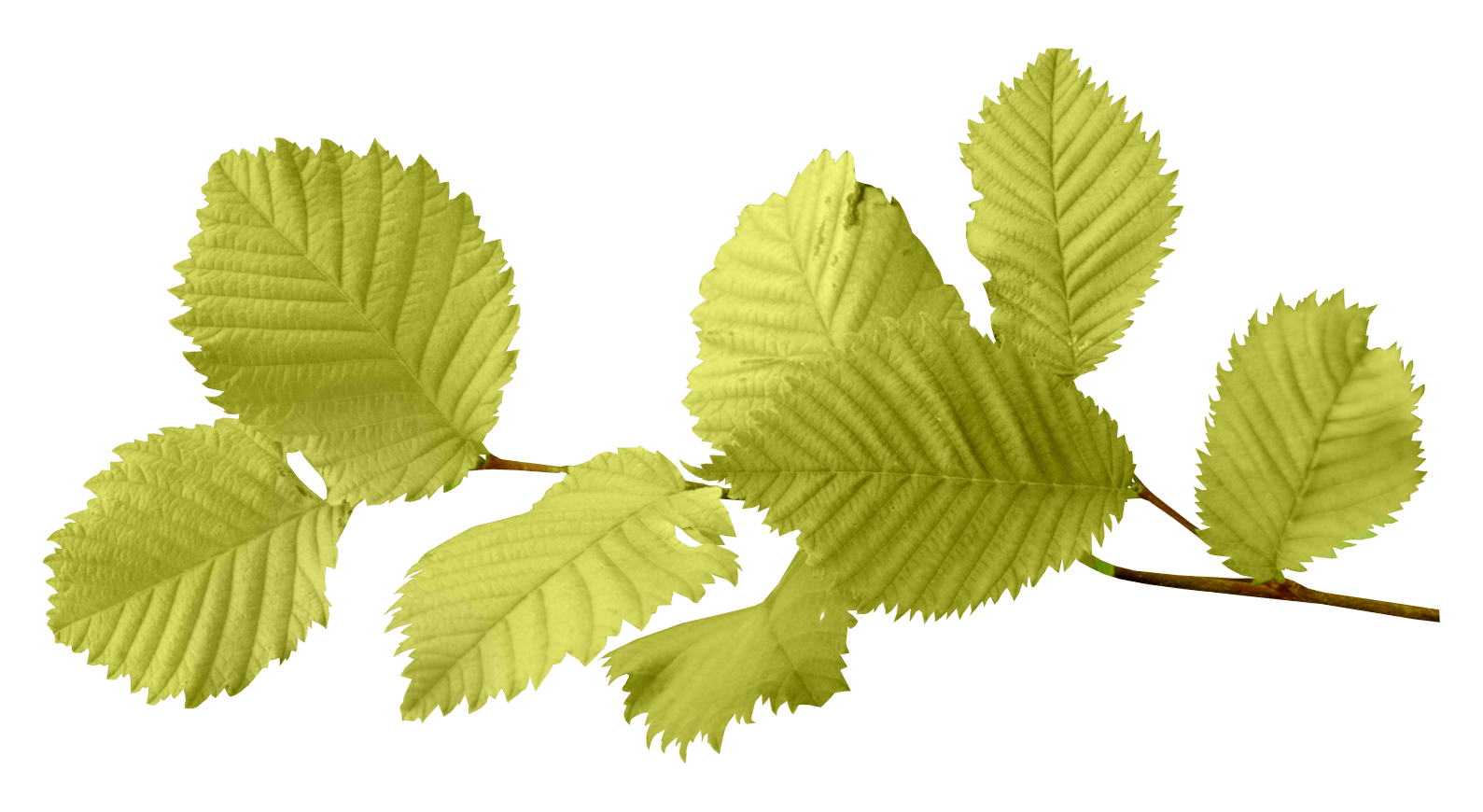 Autumn Leaf Transparent PNG Image