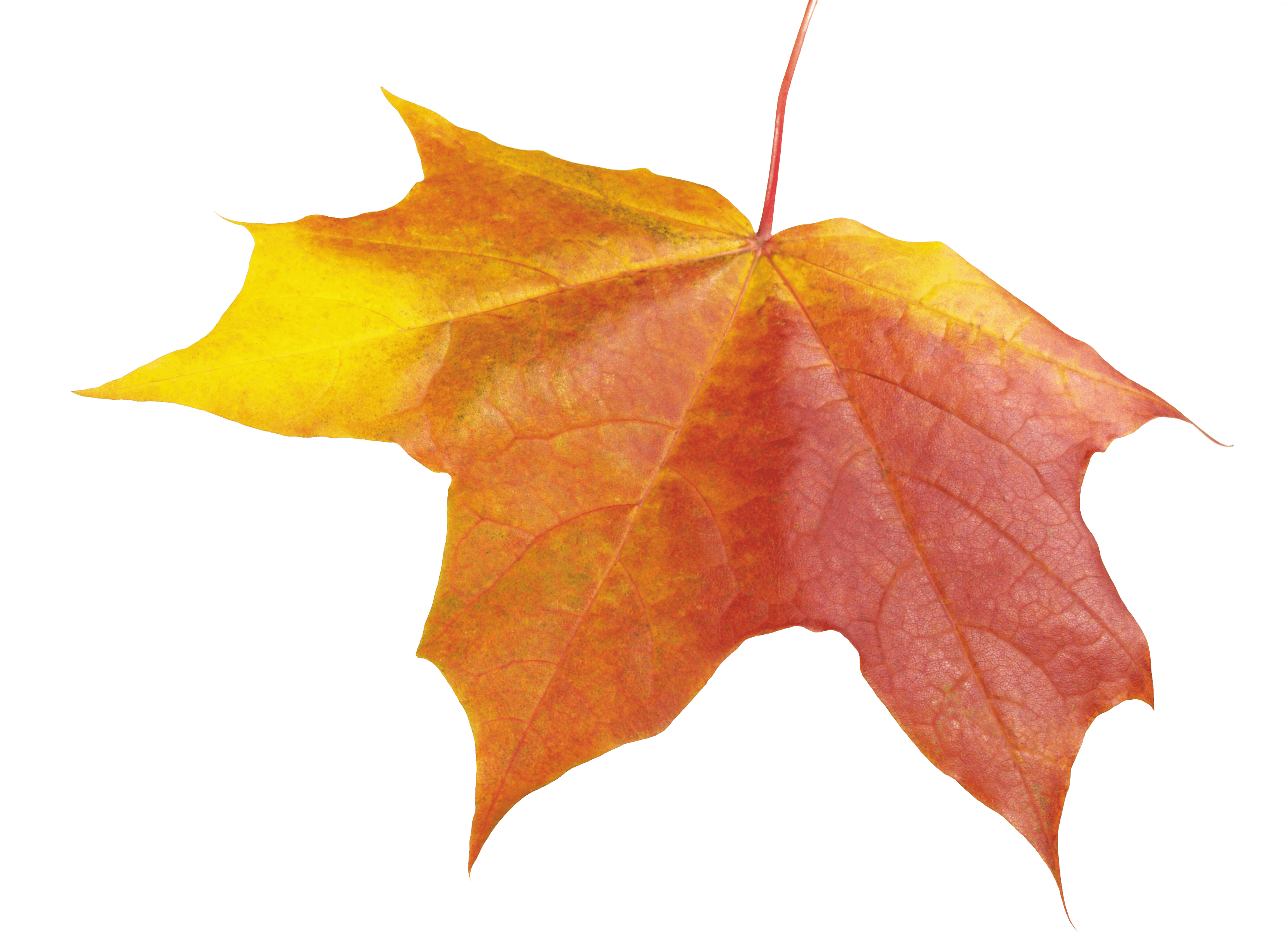 Autumn Leaf Transparent PNG Image