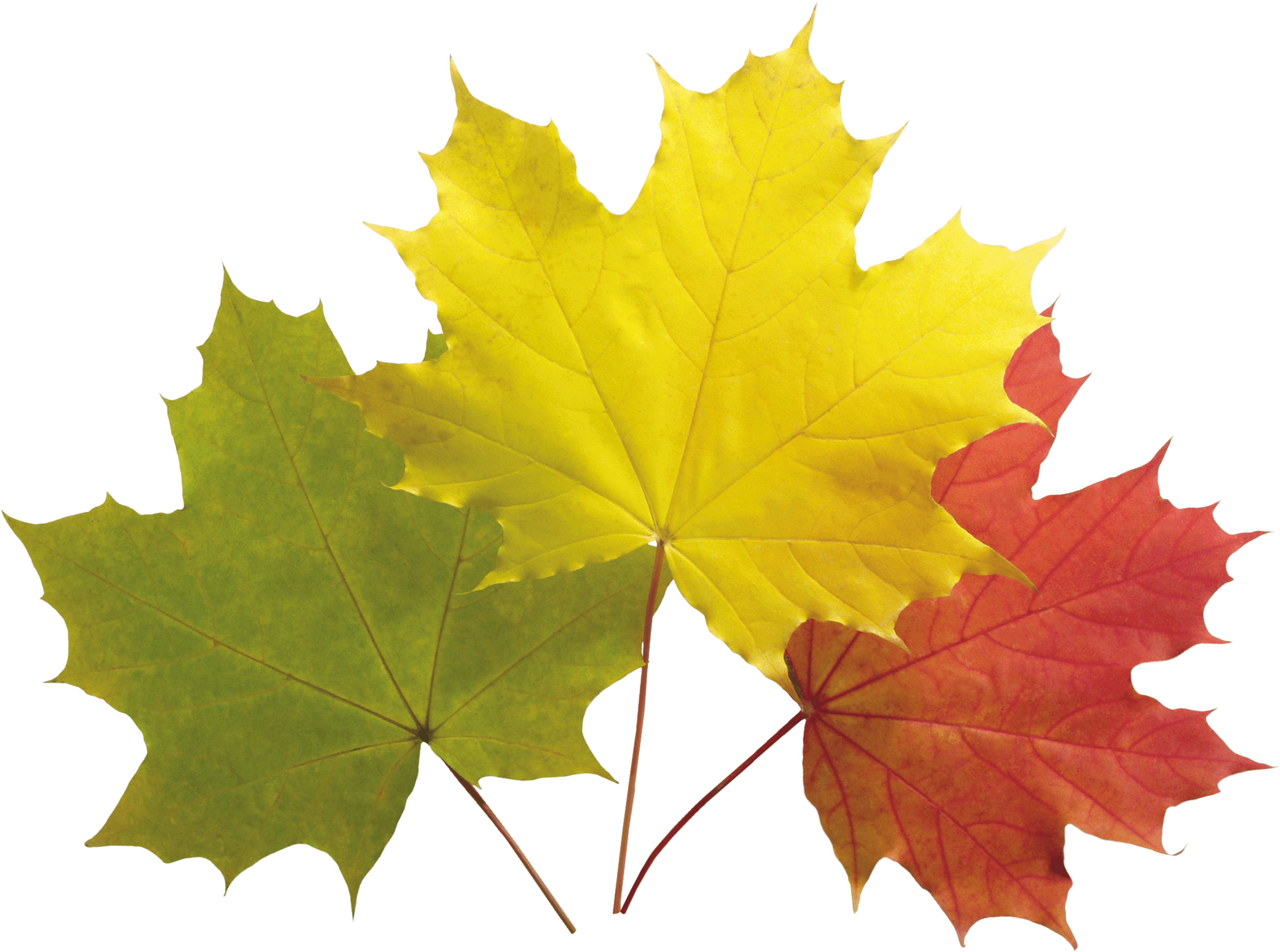 Autumn Leaves Transparent PNG Image