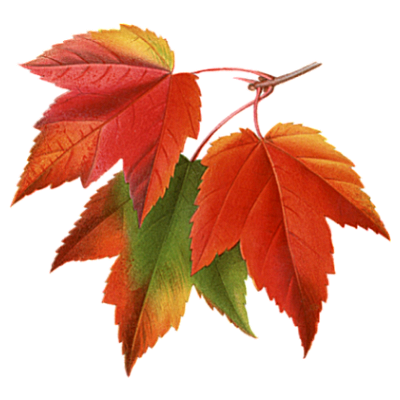Autumn Fall Leaves s Collage Transparent PNG Image