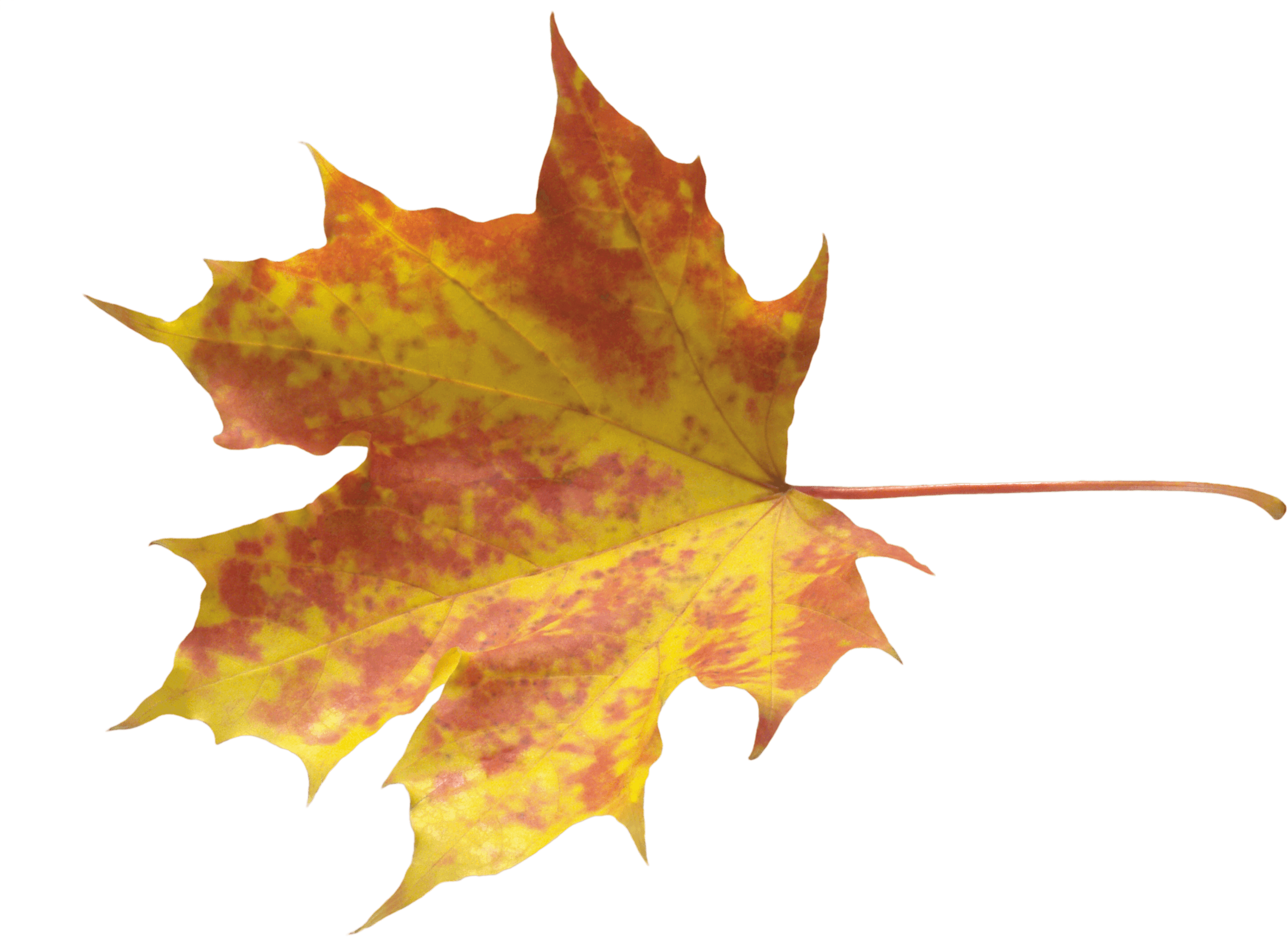 Autumn Leaf Transparent PNG Image