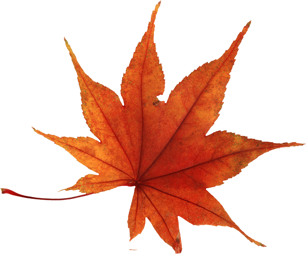 Autumn Leaf Transparent PNG Image