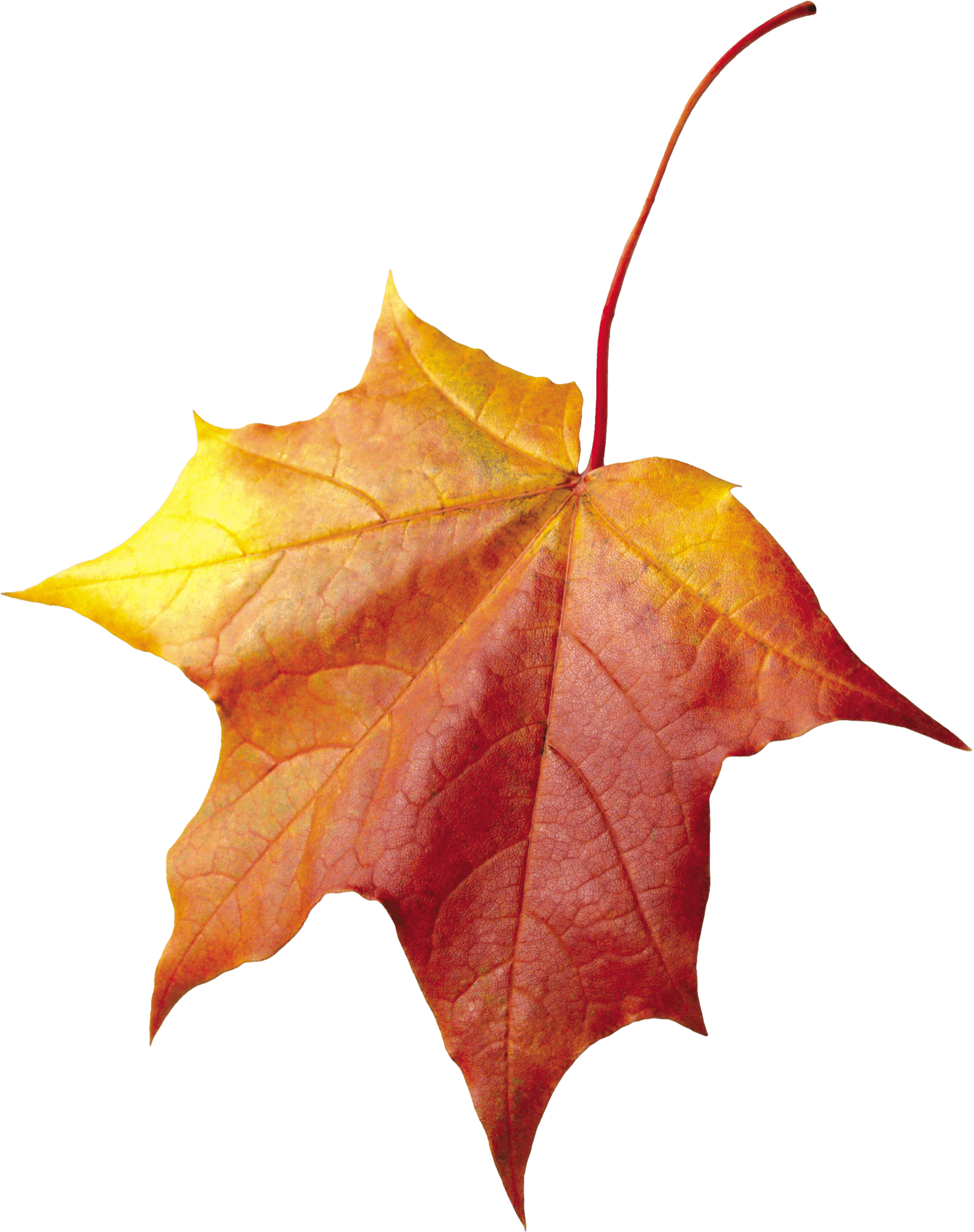 Autumn Leaf Transparent PNG Image