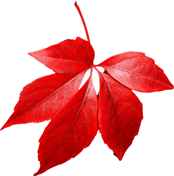 Red Autumn Leaf Transparent PNG Image