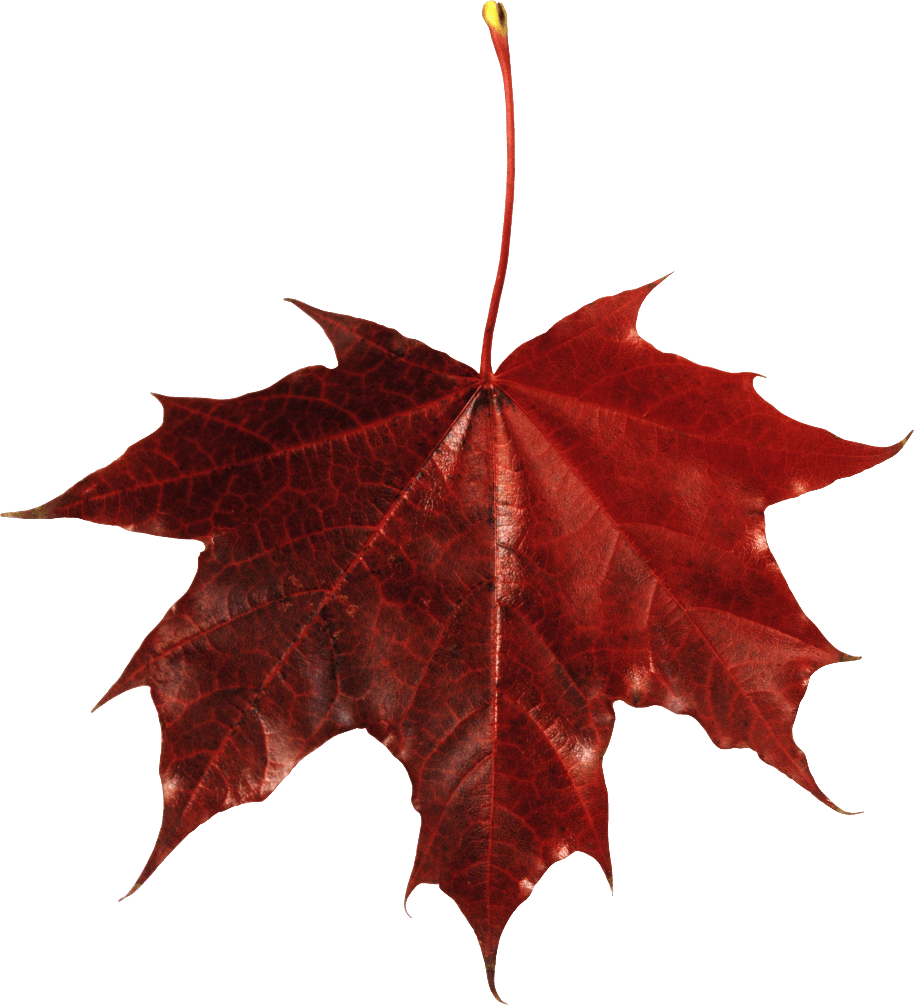 Autumn Leaf Transparent PNG Image