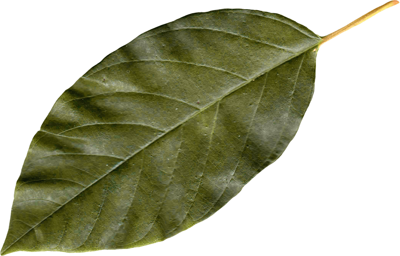 Autumn Leaf Transparent PNG Image
