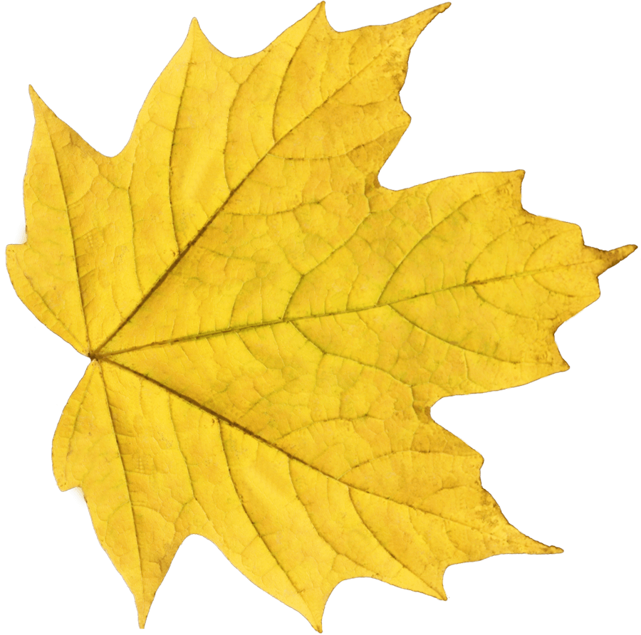 Yellow Autumn Leaf Transparent PNG Image