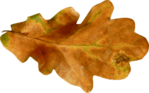 Autumn Leaf Transparent PNG Image