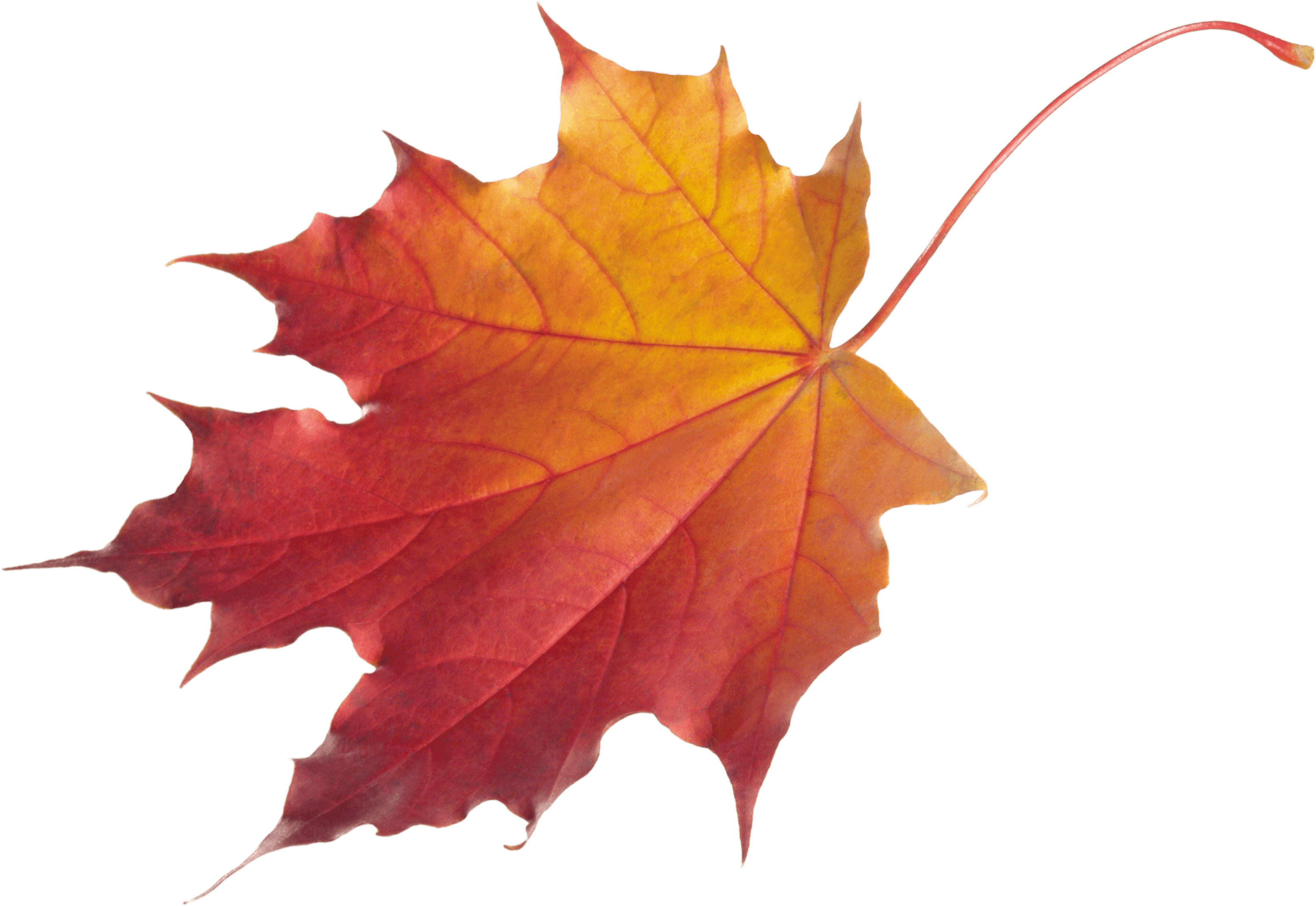 Autumn Leaf Transparent PNG Image