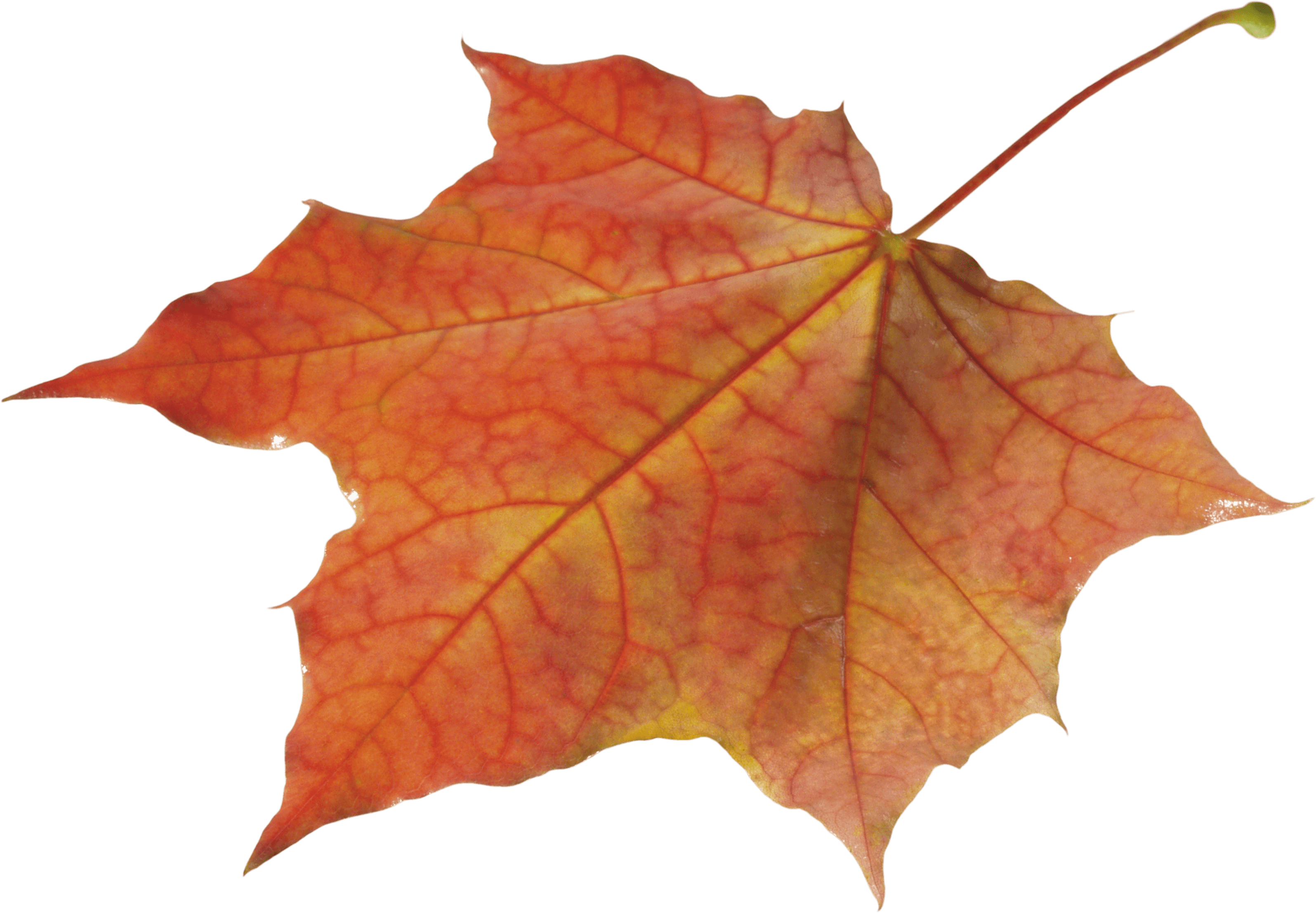 Autumn Leaf Transparent PNG Image