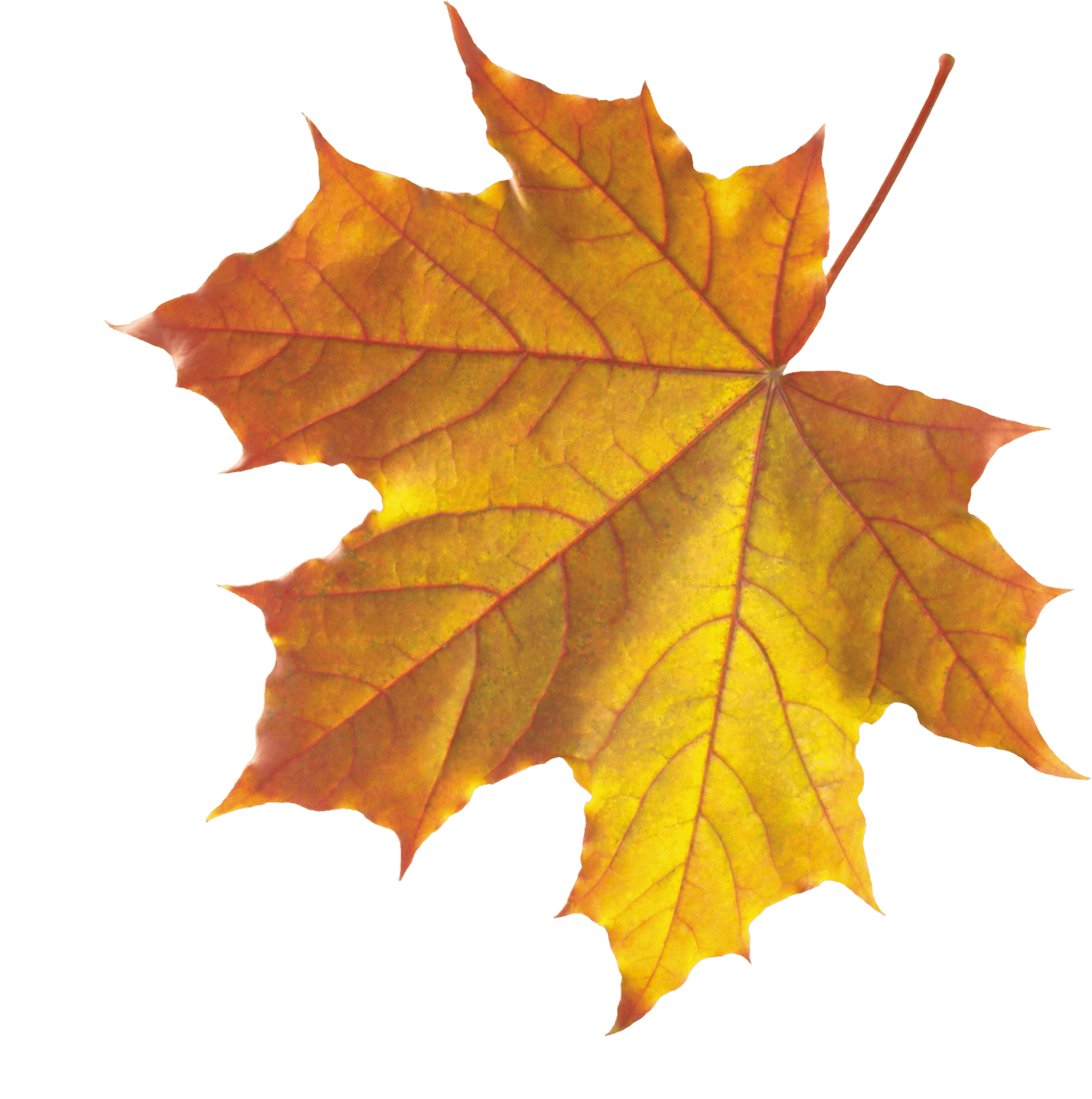 Autumn Leaf Transparent PNG Image